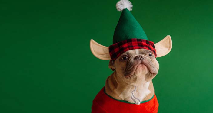 bulldog dressed as christmas elf