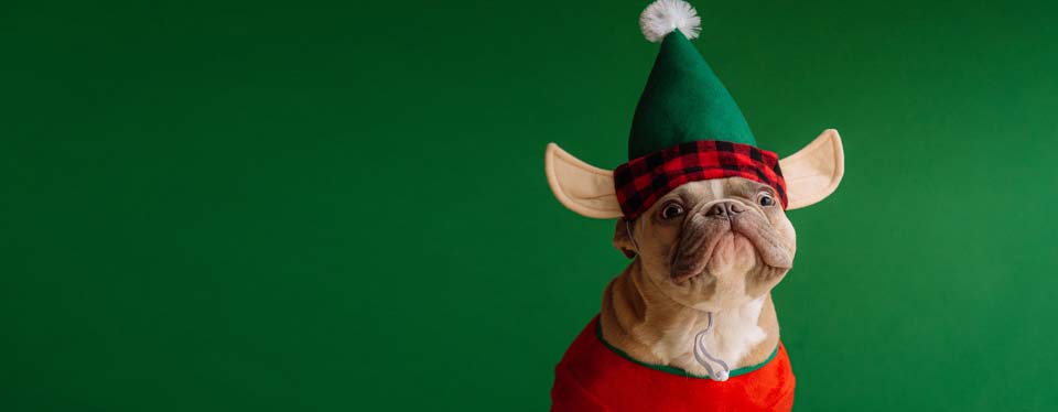 bulldog dressed as christmas elf