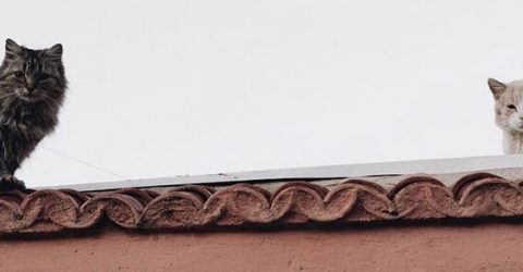 What are the differences between Cat 5 and Cat 6 cables?