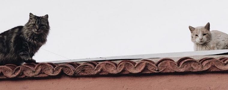 What are the differences between Cat 5 and Cat 6 cables?
