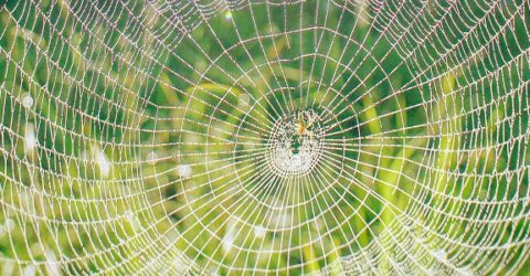 What is the World Wide Web?