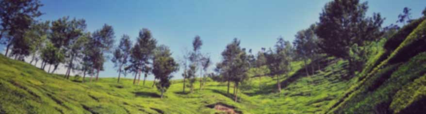 trees planted when people switch broadband deals